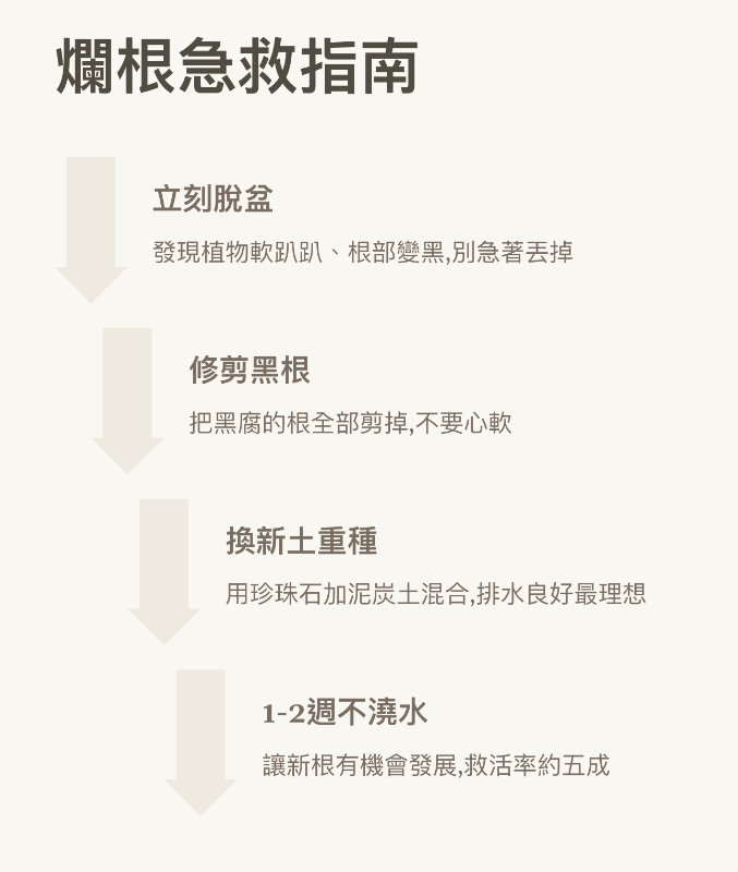 爛根急救指南流程圖，包含立刻脫盆、修剪黑根、換新土重種（珍珠石混合泥炭土）及 1-2 週不澆水的專業步驟教學。